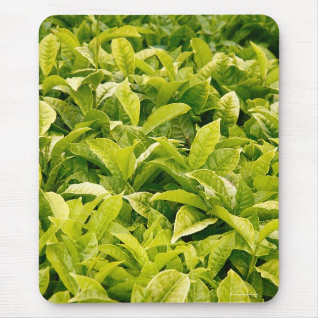 Indian variety of tea mouse mat (Front)