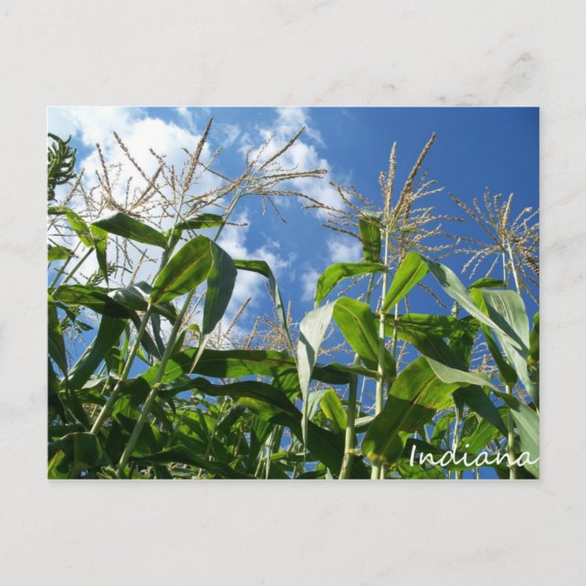 Indiana Corn Postcard (Front)