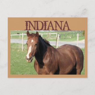 INDIANA Horse Postcard