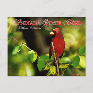 Indiana State Bird - Northern Cardinal Postcard