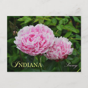 Indiana State Flower: Peony Postcard