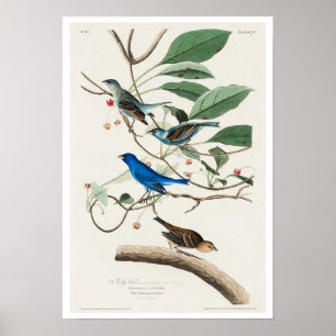 Indigo Bird by Audubon Poster