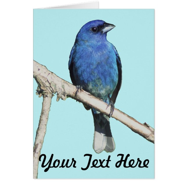 Indigo Bunting (Front)