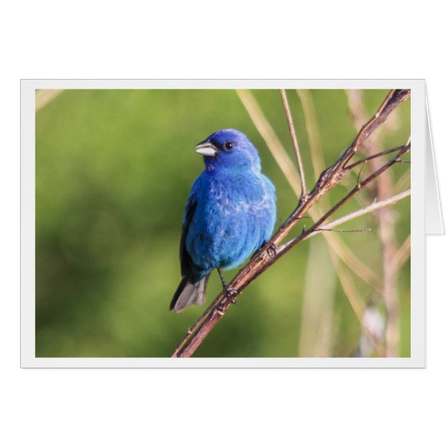 Indigo Bunting (Front Horizontal)