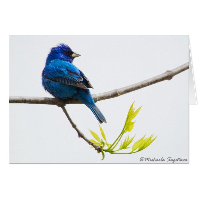 Indigo Bunting (Front Horizontal)