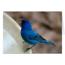 Indigo Bunting