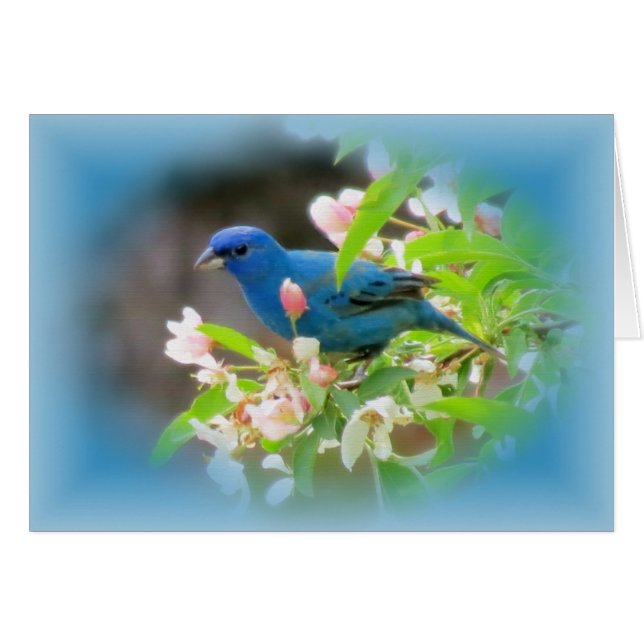 Indigo Bunting Blues (Front Horizontal)