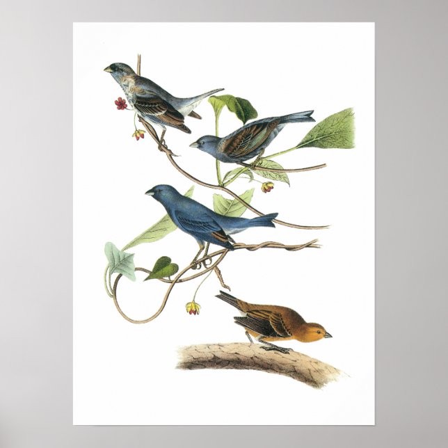 Indigo Bunting by Audubon Poster (Front)