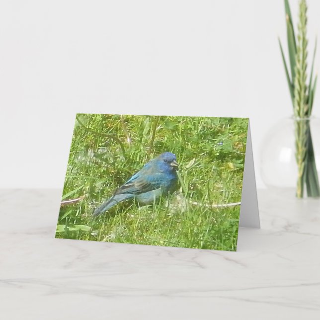 Indigo Bunting Card (Front)