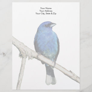 Indigo Bunting Custom Letterhead