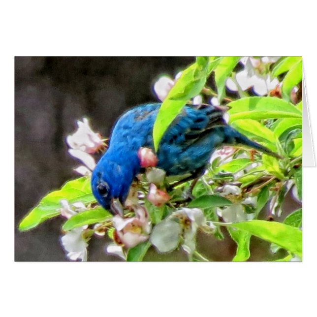 Indigo Bunting Feeding (Front Horizontal)