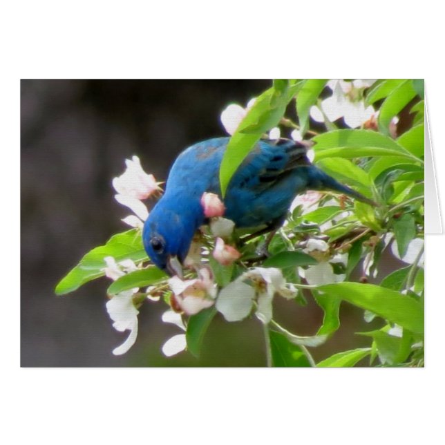 Indigo Bunting Feeding (Front Horizontal)