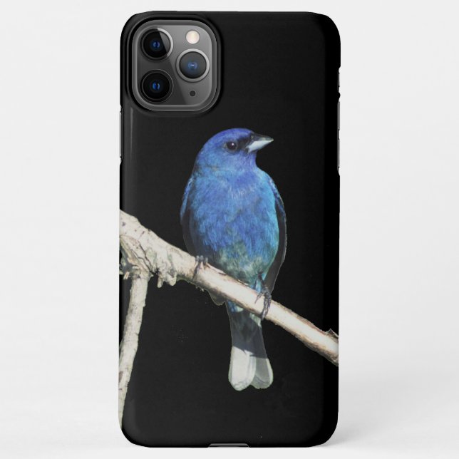 Indigo Bunting iPhone Case (Back)