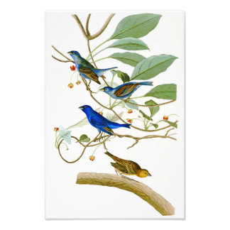 Indigo Bunting John James Audubon Birds of America Photo Print