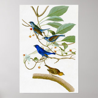 Indigo Bunting John James Audubon Birds of America Poster