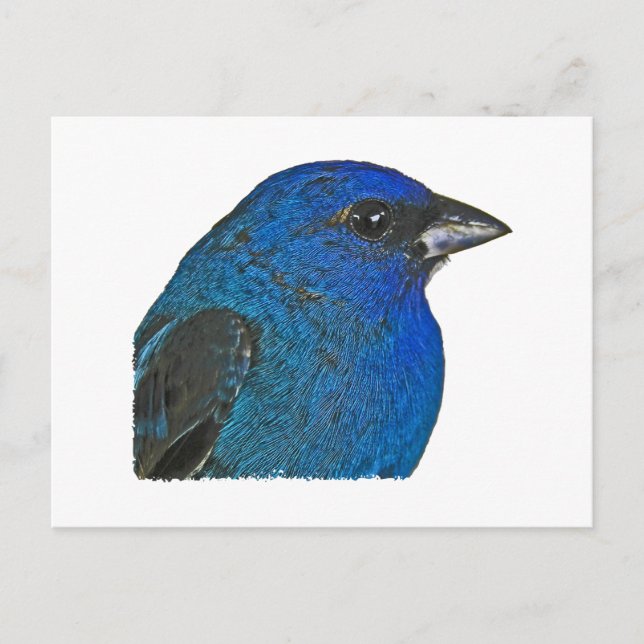 Indigo Bunting Logo Postcard (Front)