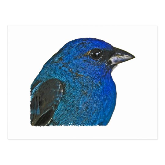 Indigo Bunting Logo Postcard