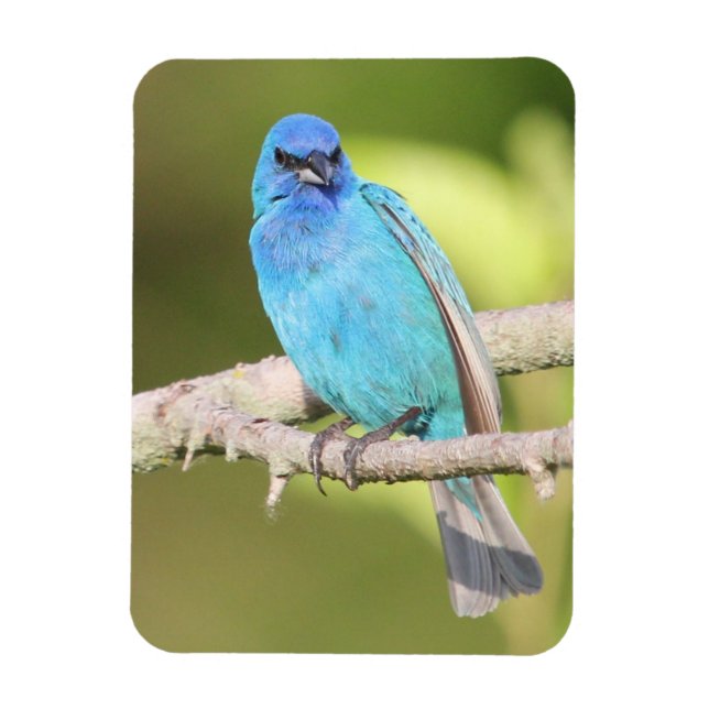 Indigo Bunting Magnet (Vertical)