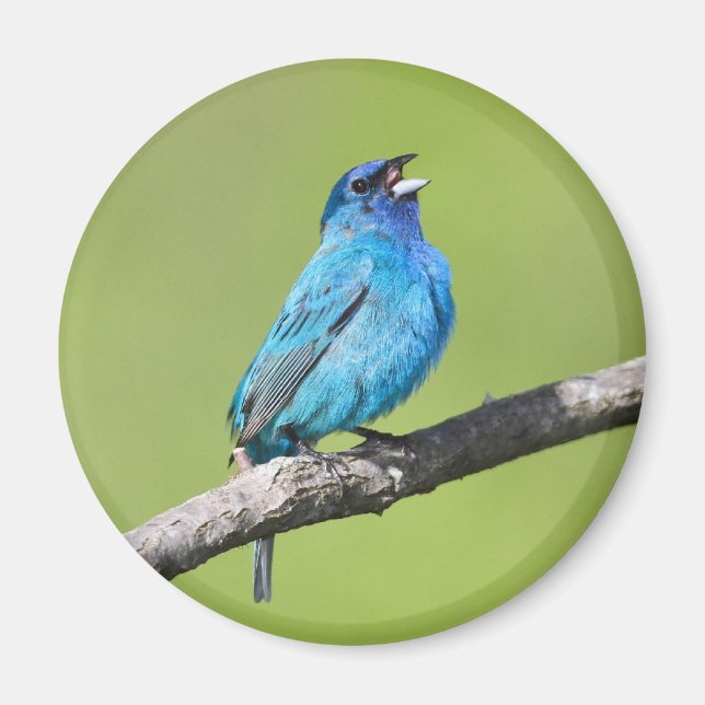 Indigo Bunting Magnet (Front)