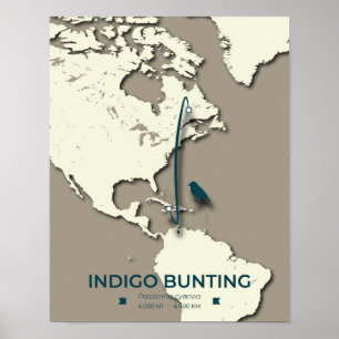 Indigo Bunting Migration Map – Minimalist Vintage  Poster