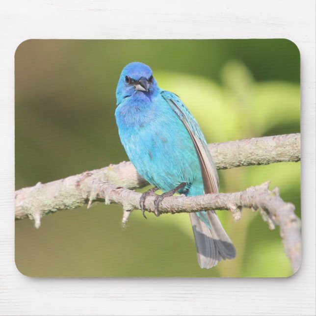 Indigo Bunting Mouse Mat (Front)