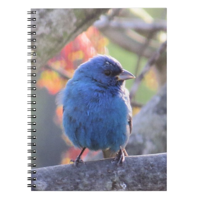 Indigo Bunting Notebook (Front)