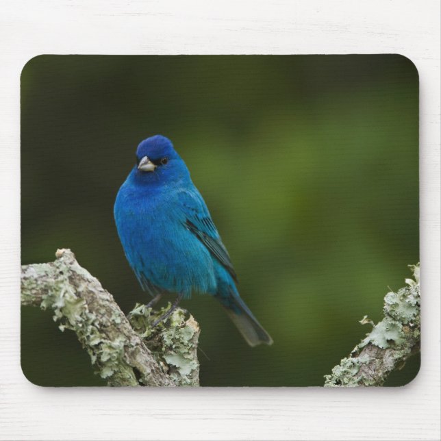 Indigo Bunting, Passerina cyanea, Coastal Mouse Mat (Front)