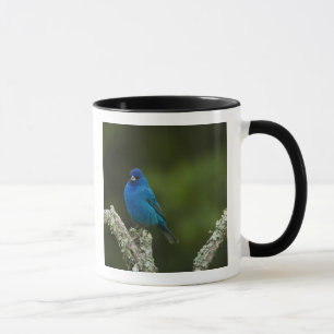 Indigo Bunting, Passerina cyanea, Coastal Mug