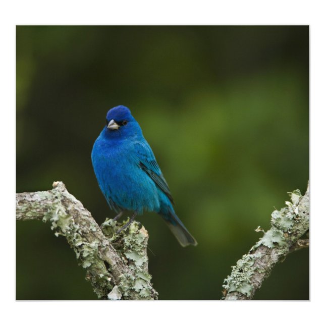 Indigo Bunting, Passerina cyanea, Coastal Photo Print (Front)