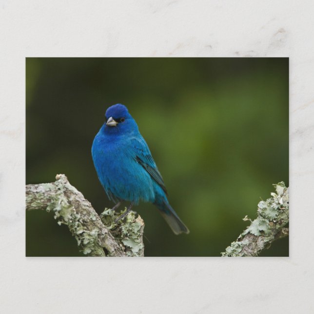 Indigo Bunting, Passerina cyanea, Coastal Postcard (Front)