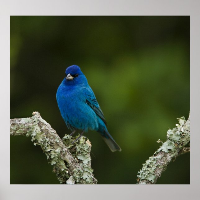 Indigo Bunting, Passerina cyanea, Coastal Poster (Front)