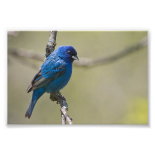 Indigo Bunting Perched In Sunlight: Photograph
