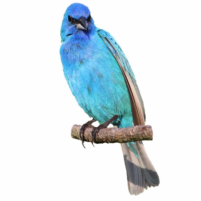 Indigo Bunting Photo Sculpture Magnet (Front)