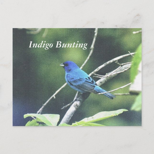 Indigo Bunting Postcard (Front)