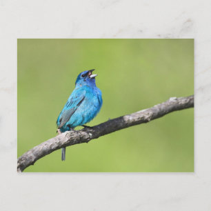 Indigo Bunting Postcard