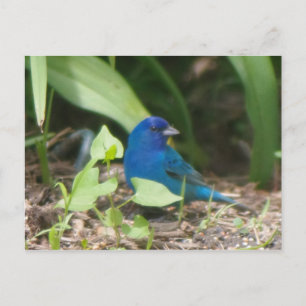 indigo bunting postcard