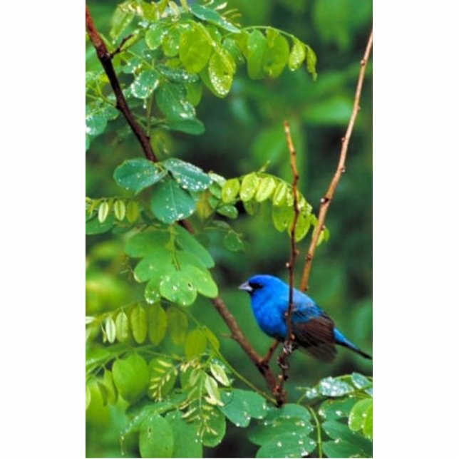 Indigo bunting standing photo sculpture (Front)