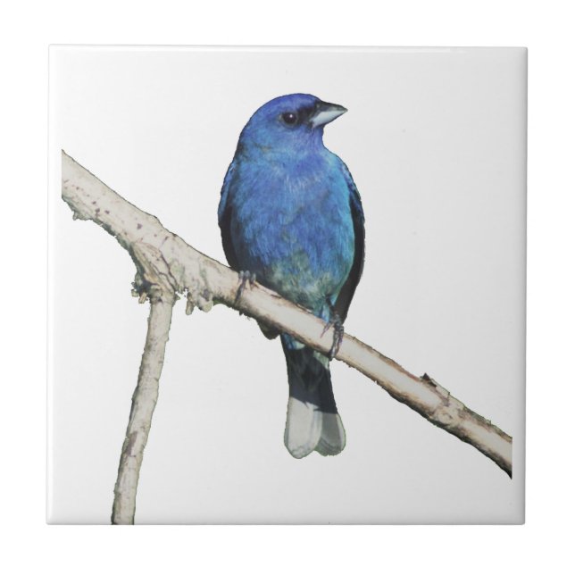Indigo Bunting Tile (Front)