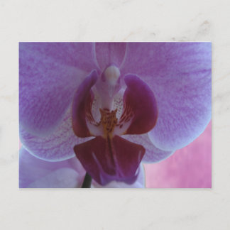 Indigo coloured orchid postcard
