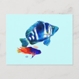Indigo Fish, Fairy Basslet Postcard