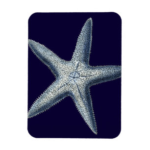 Indigo Shells IV Magnet