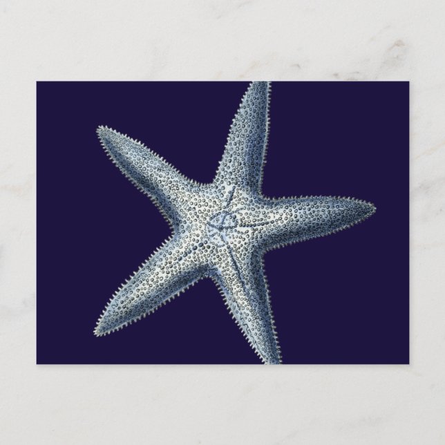 Indigo Shells IV Postcard (Front)