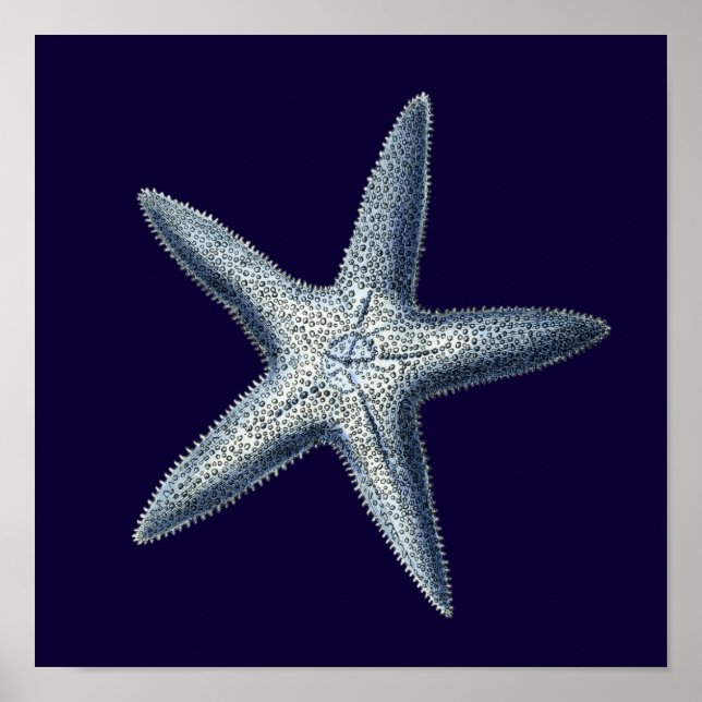 Indigo Shells IV Poster (Front)