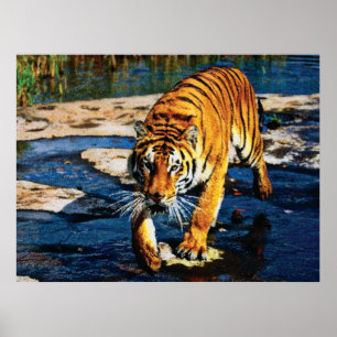 Individual Effects Animals 2 cmyk Poster