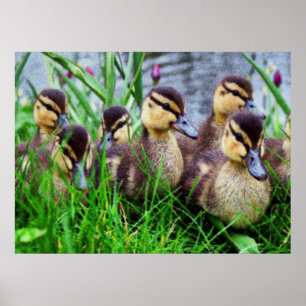 Individual Effects Birds 11 Blurred Poster