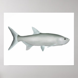 Indo-Pacific Tarpon Poster