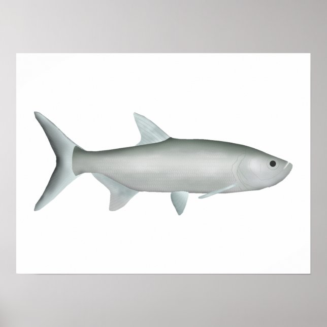 Indo-Pacific Tarpon Poster (Front)