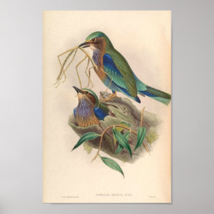 Indochinese Roller Vintage Birds Of Asia Coracias Poster