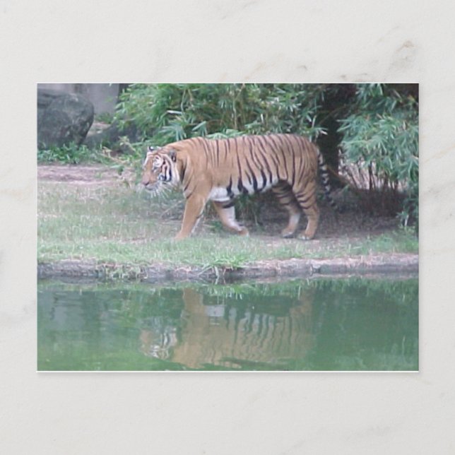 "Indochinese Tiger" Postcard (Front)