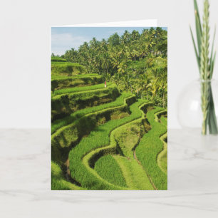 Indonesia, Bali   Ms Rice Paddies Card